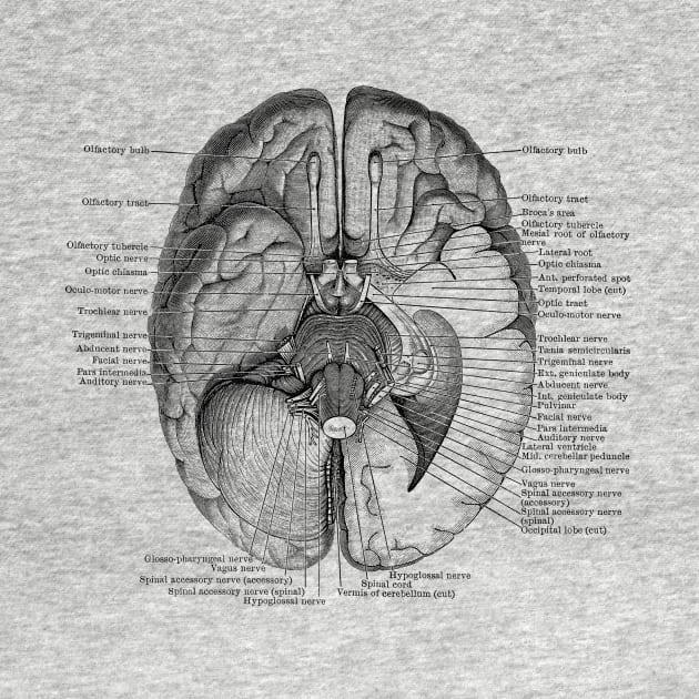 Brain Nervous System Diagram - Vintage Anatomy by Vintage Anatomy Prints